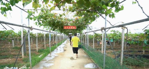 葡豐生態(tài)園成為廣東游客周末游采摘首選
